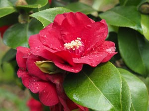 Blüte